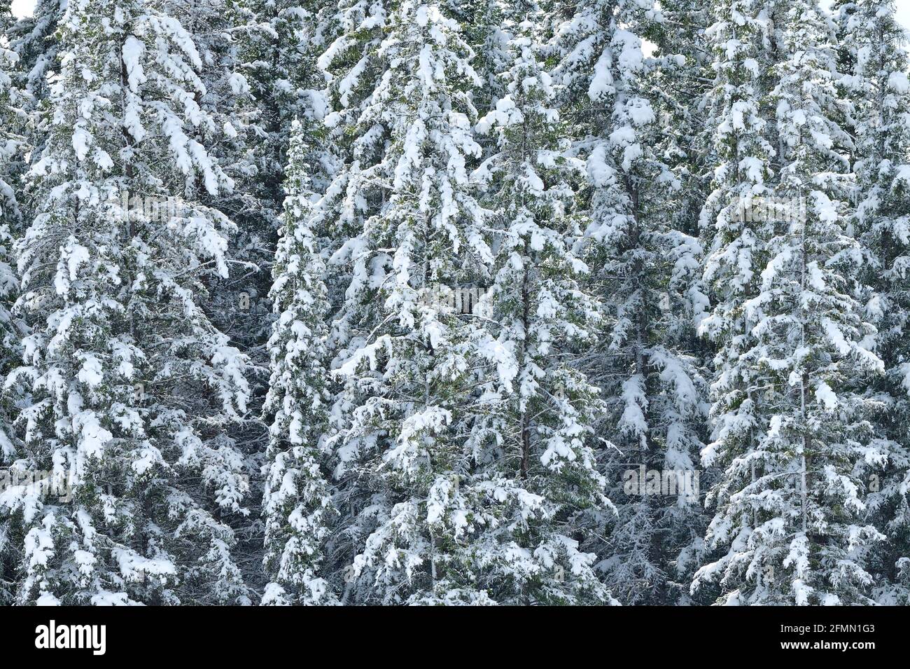 A landscape image of evergreen trees covered with a spring snow storm in rural Alberta Canada. Stock Photo