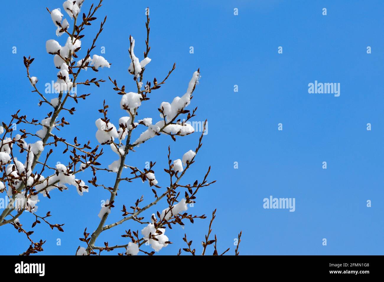 A spring snow stuck to the tree branches along with the new tree buds against a blue sky in rural Alberta Canada Stock Photo