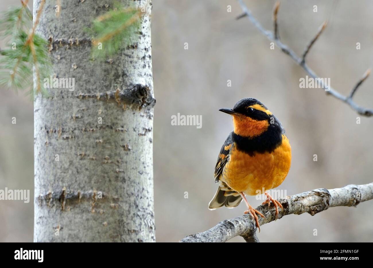 A brightly colored varied thrush 'Ixoreus naevius',  bird perched on the branch of a poplar tree in rural Alberta Canada Stock Photo
