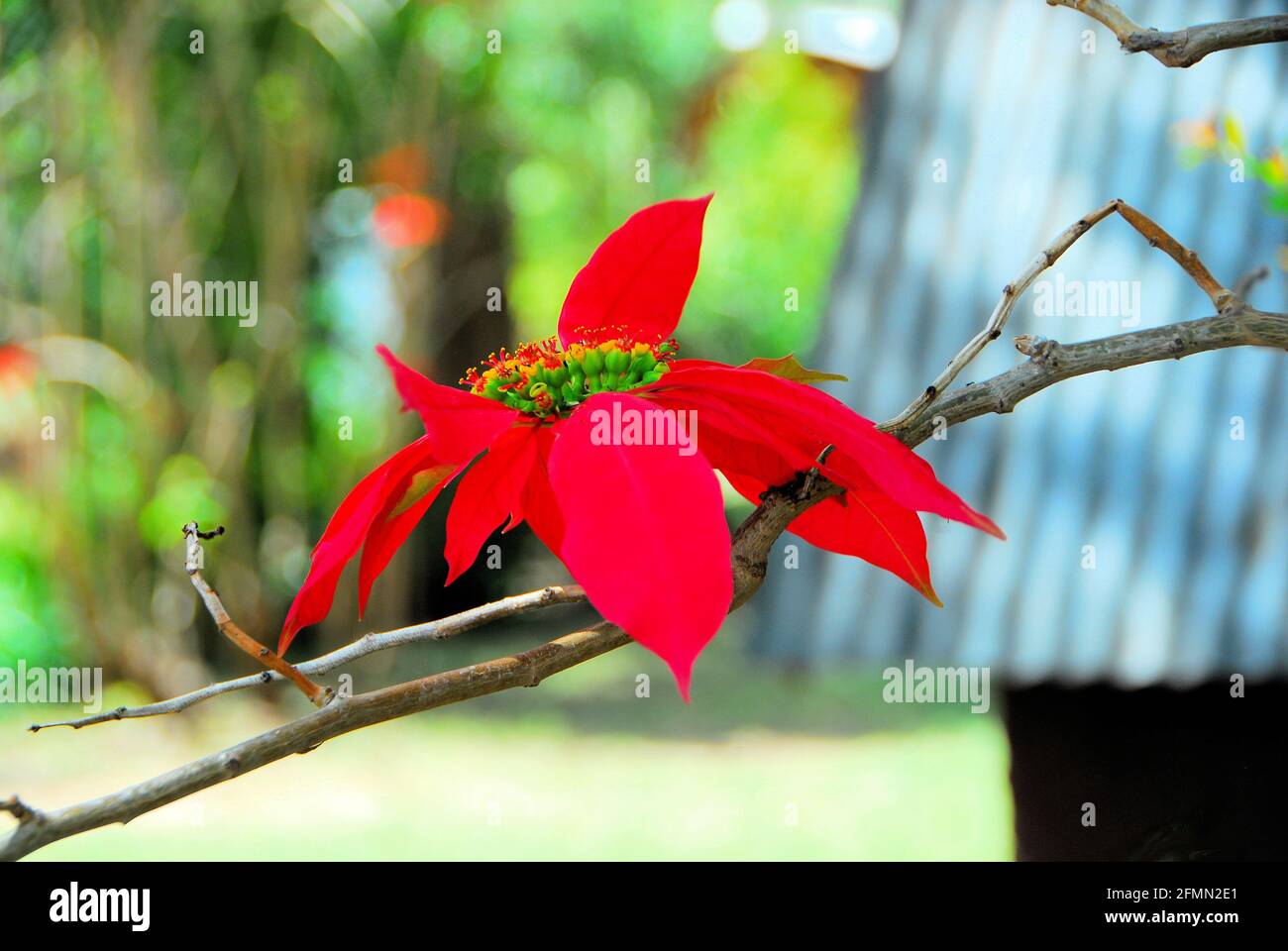 A beautiful red poinsettia growing on a branch in Ethiopia, East Africa, Stock Photo