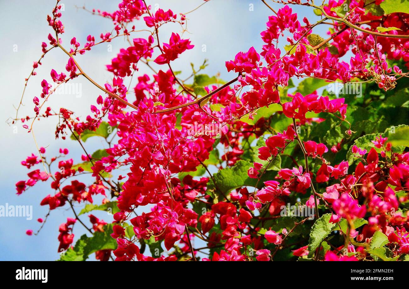 Tiny magenta tropical flowers against green leaves and a blue sky.. Stock Photo