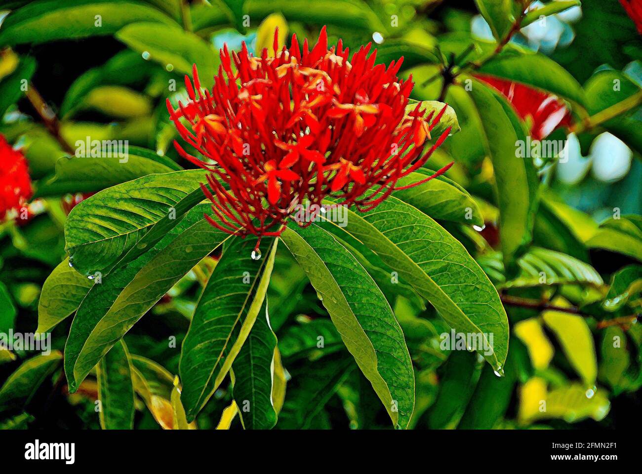 Tropical orange, Star cluster flowers, in Cuba after the rain, with