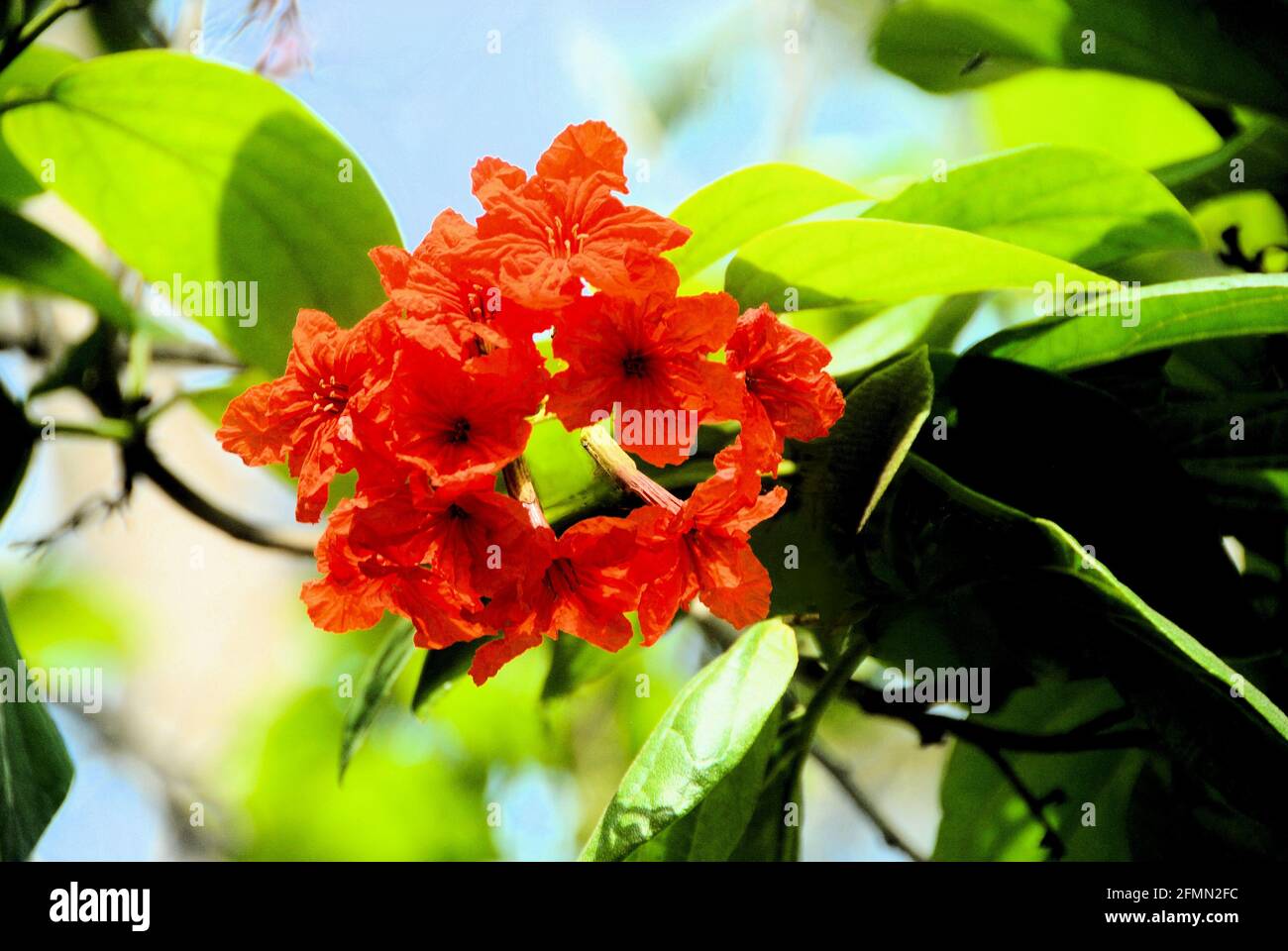 Orange tree flowers hires stock photography and images Alamy