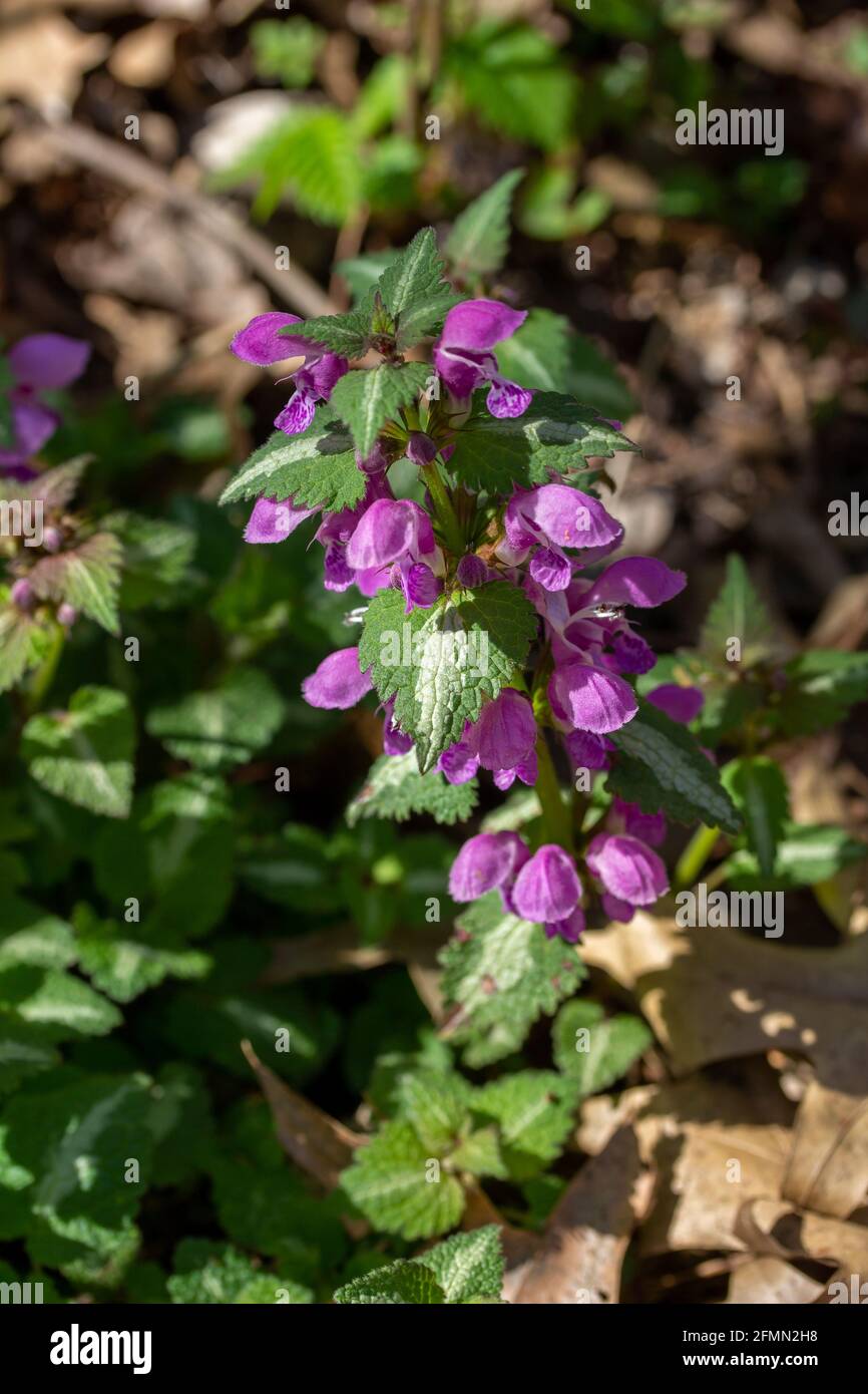 Close up nature view of naturalized purple spotted flowers