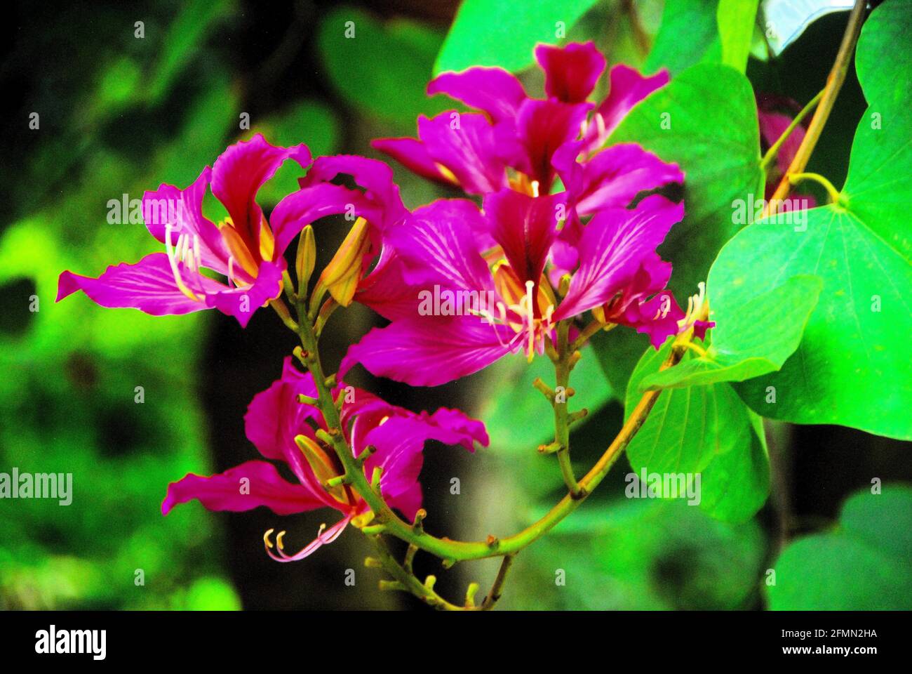 A tree of beautiful light purple flowers in Addis Ababa, Ethiopia, East Africa. Stock Photo