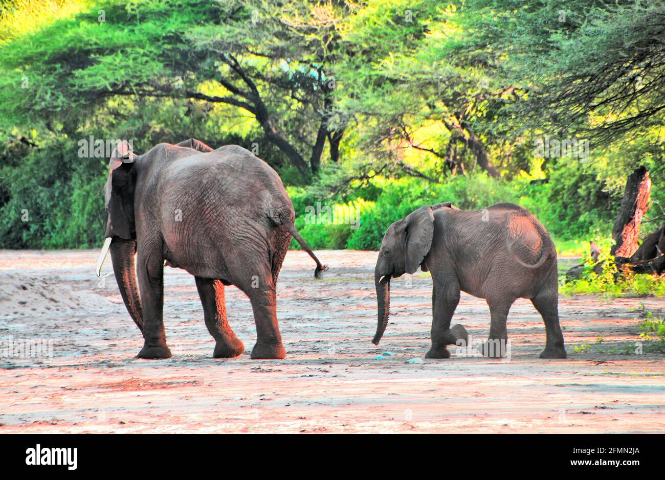 Elephant Tails High Resolution Stock Photography and Images Alamy