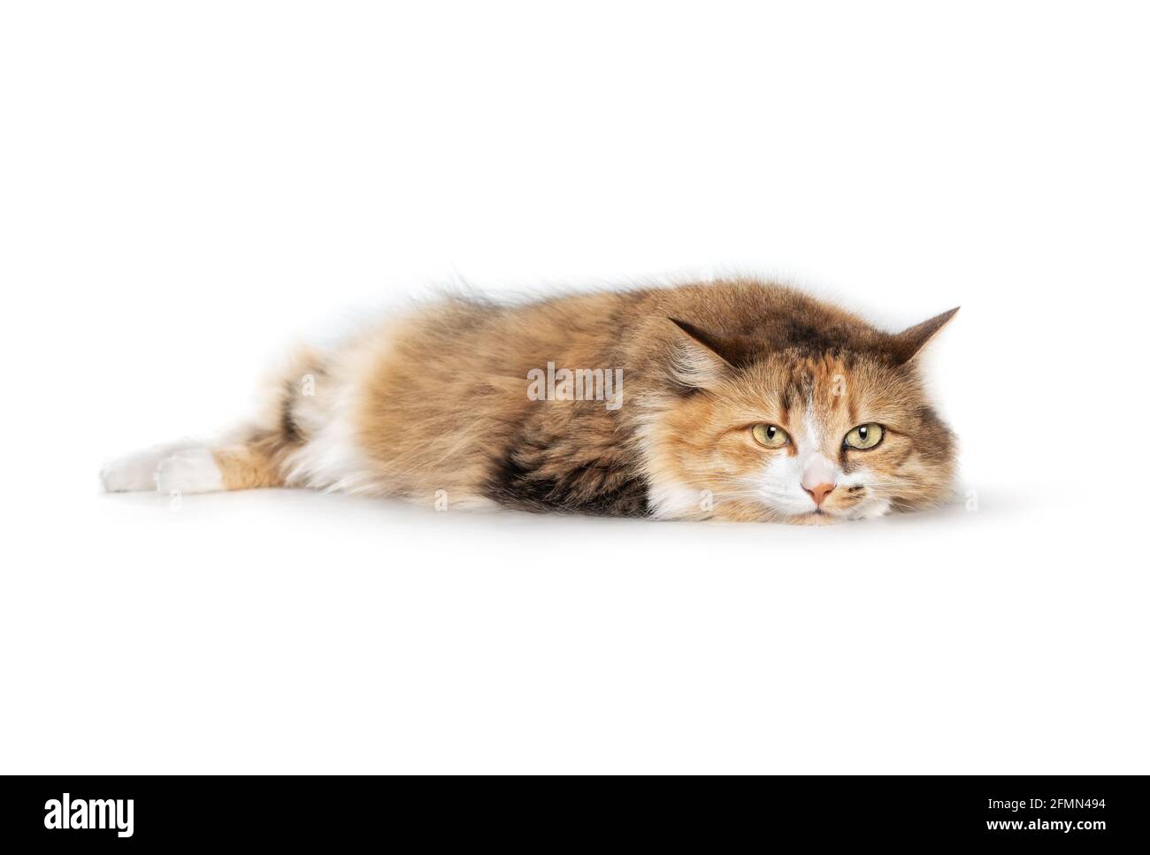 Cat looking at camera with head on front paws while lying sideways. Fluffy torbie female kitty with striking face markings and yellow eyes. Bored or r Stock Photo