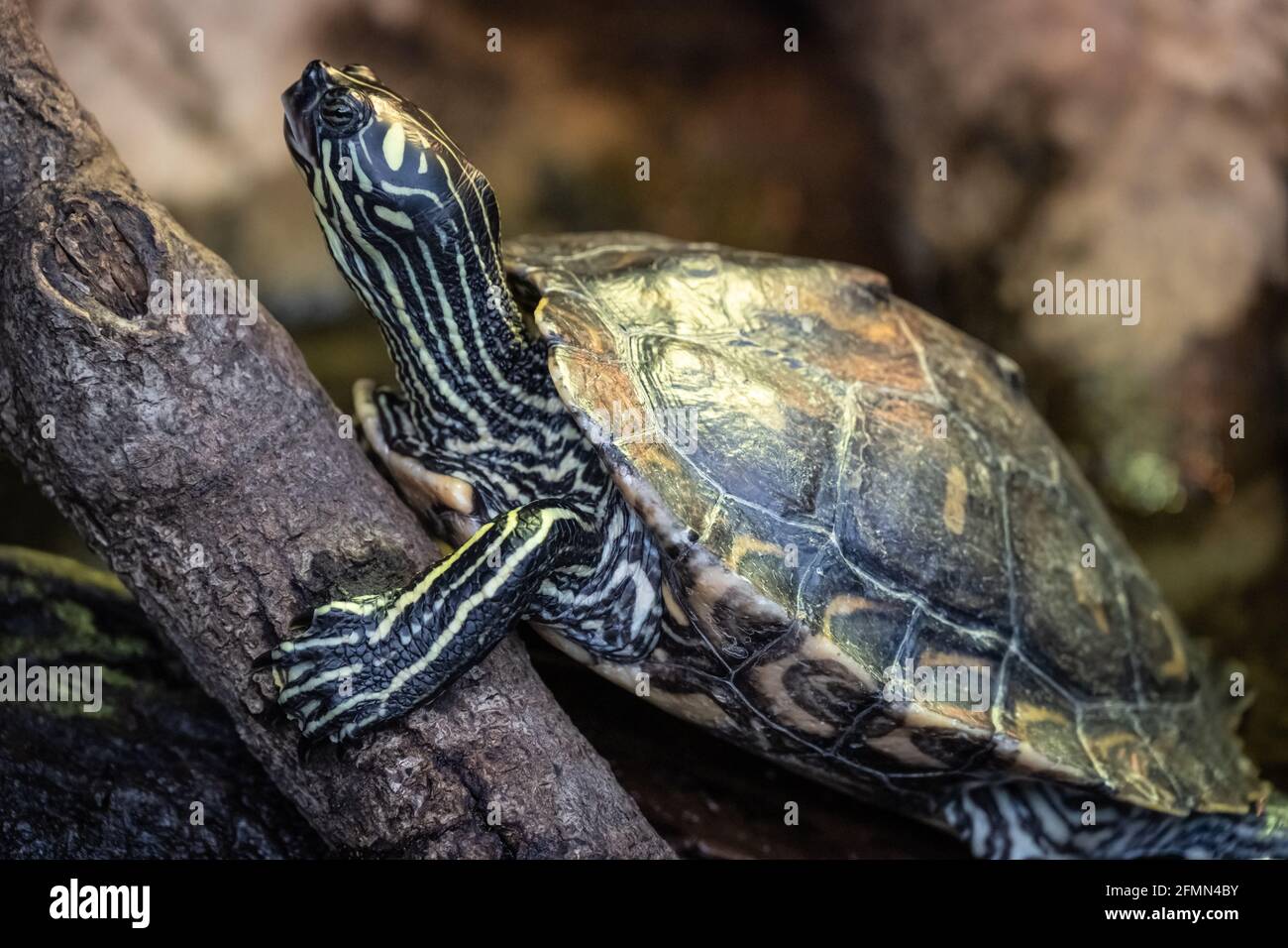 Yellow-blotched map turtle at the Scaly Slimy Spectacular exhibit at Zoo Atlanta in Atlanta, Georgia. (USA) Stock Photo