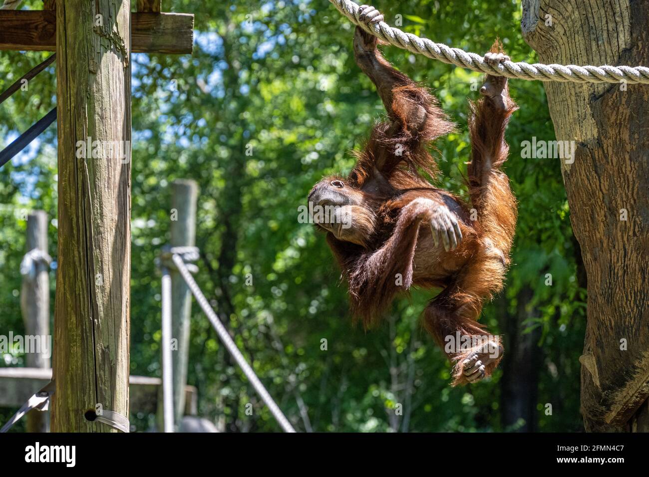 Sumatran orangutan (Pongo abelii) hanging from a rope at Zoo Atlanta near downtown Atlanta, Georgia. (USA) Stock Photo