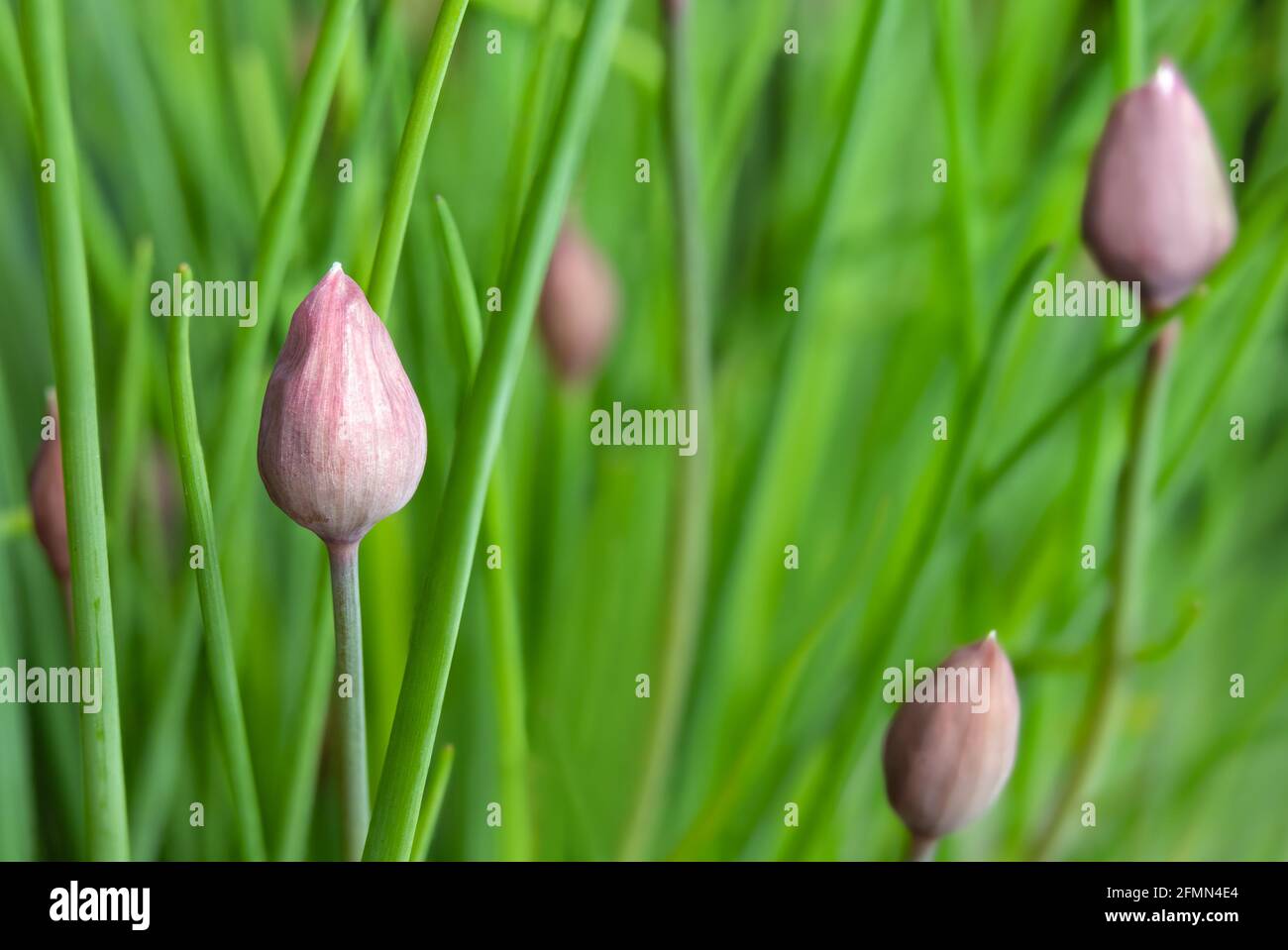 Common chive buds short before flowering. Plant known as Oriental