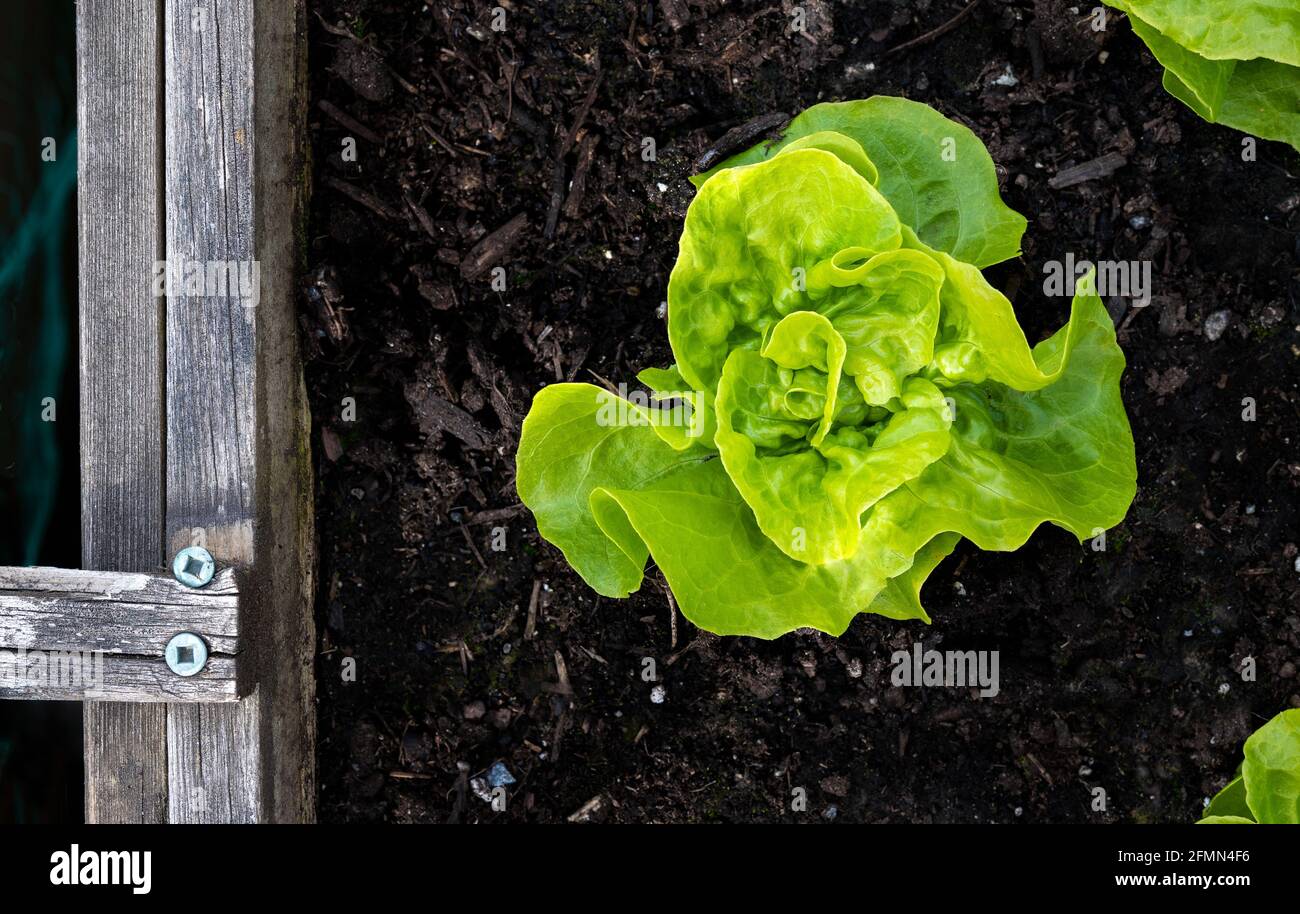 Young Butterhead Lettuce plant in wood garden planter, top view