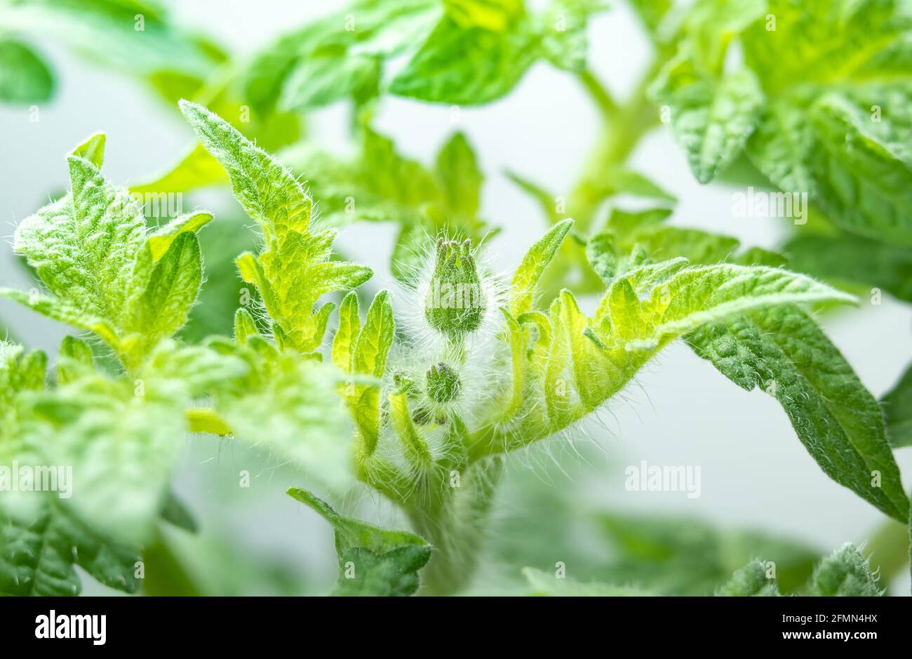 Tomato flower bud, macro. Hairy tiny 6mm developing tomato bud before