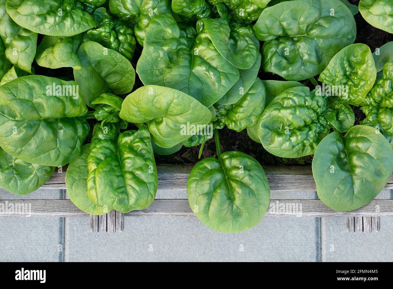 Spinach plants ready to harvest, planted in small urban wood garden bed