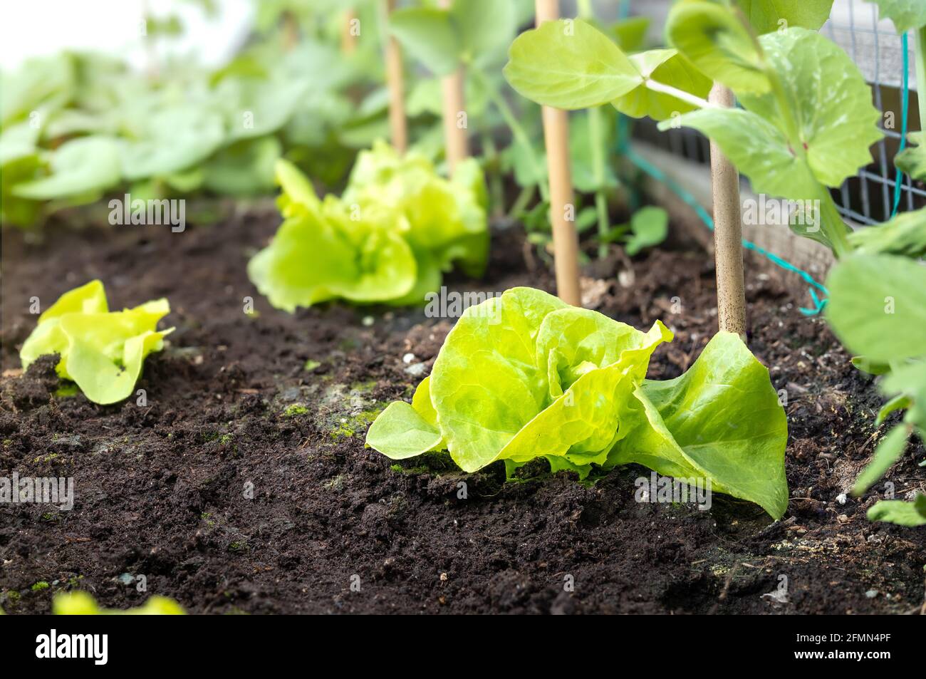 Young Butterhead Lettuce plants in garden planter. Lactuca sativa