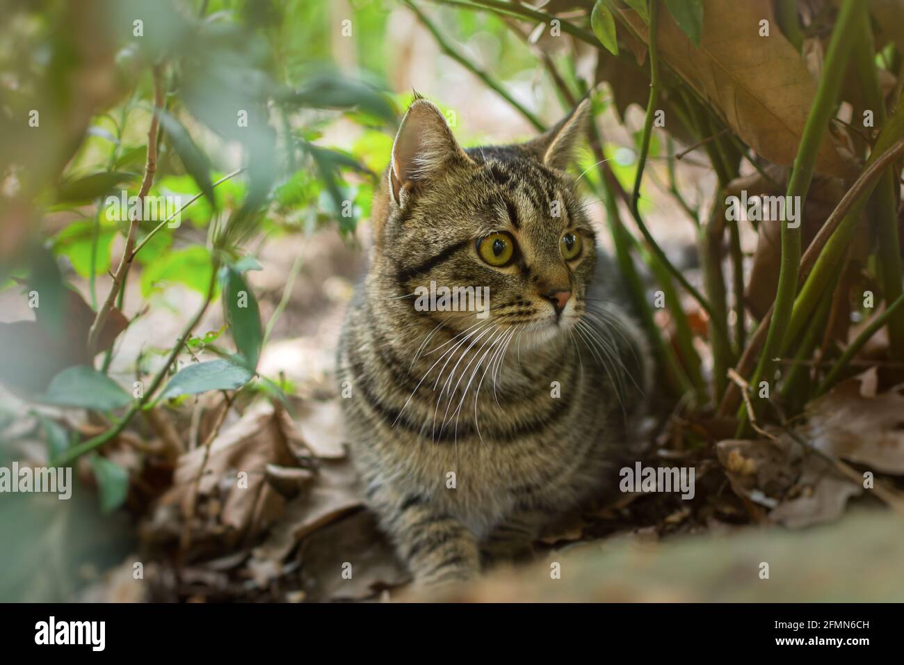 A striped young cat with surprised eyes in the garden. Close-up ...
