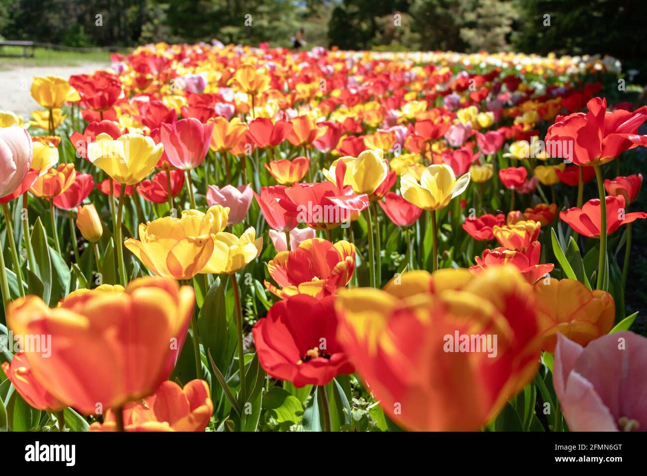 Tulip field with bright flowers assorted colors Stock Photo