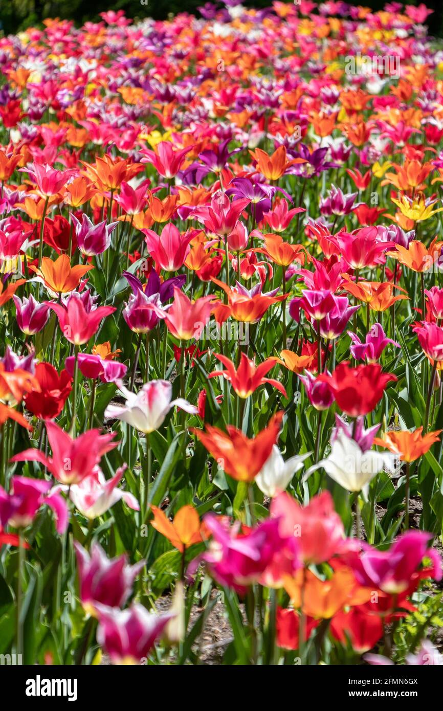 Tulip field with bright flowers assorted colors Stock Photo