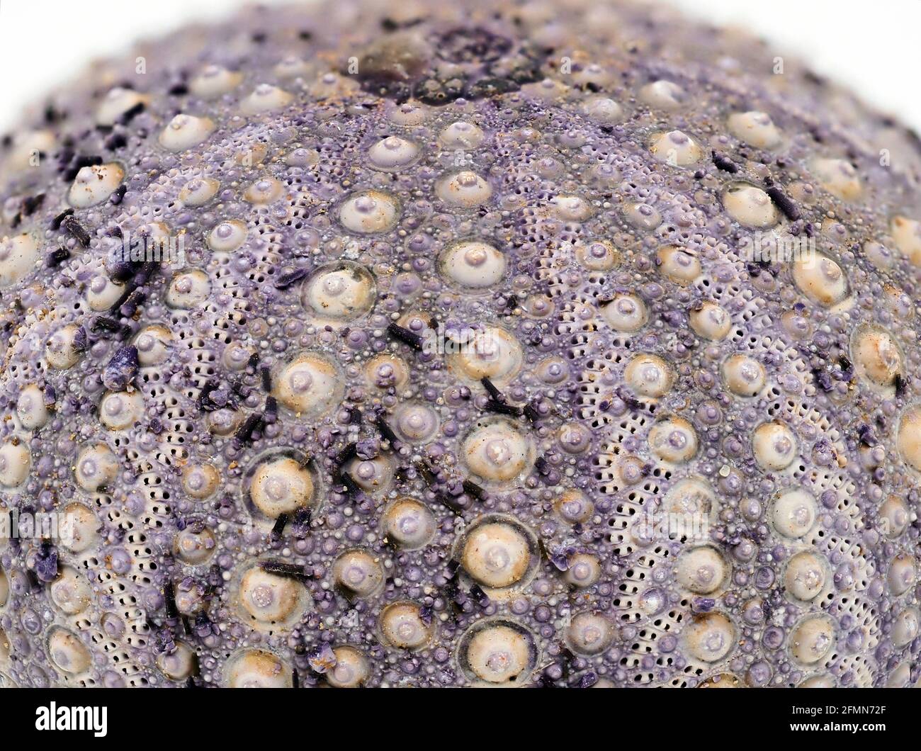 Sea urchin shell hi-res stock photography and images - Alamy
