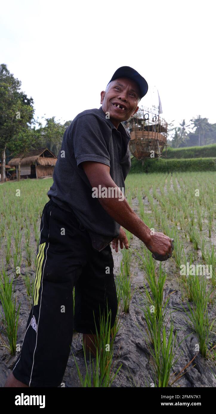 A Balinese paddy farmer in Bali, Indonesia. Stock Photo