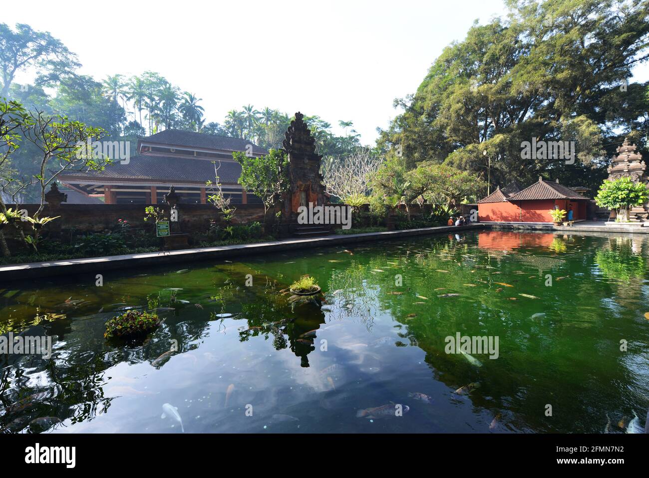 Koi fish in a pond inside the Tirta Empul temple in Bali, Indonesia. Stock Photo