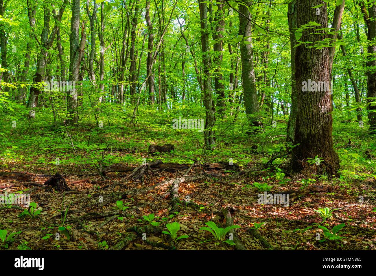 Trees in the green forest Stock Photo - Alamy