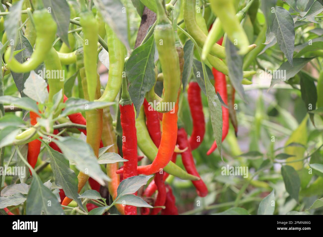 Green and red chilies on chilly plant. Fresh chilies which are ready to harvest grown on horticultural farm at CHES(ICAR-IIHR) Chettalli Stock Photo