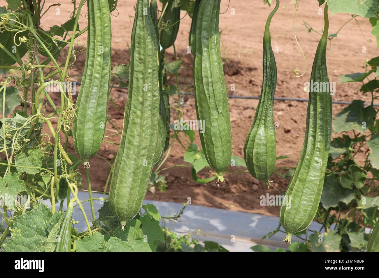 Luffa acutangula or ridge gourd grown on farms. Fresh ridge gourd grown on horticultural farm at CHES(ICAR-IIHR) Chettali Stock Photo