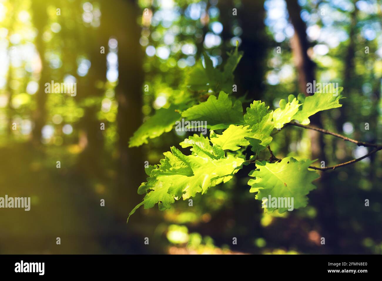 Oak tree in the green forest Stock Photo - Alamy