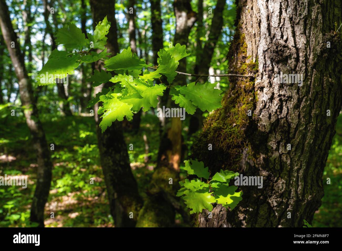 Oak tree in the green forest Stock Photo - Alamy