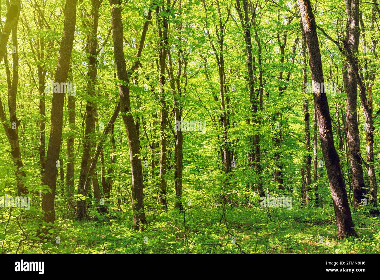 Trees in the green forest Stock Photo - Alamy