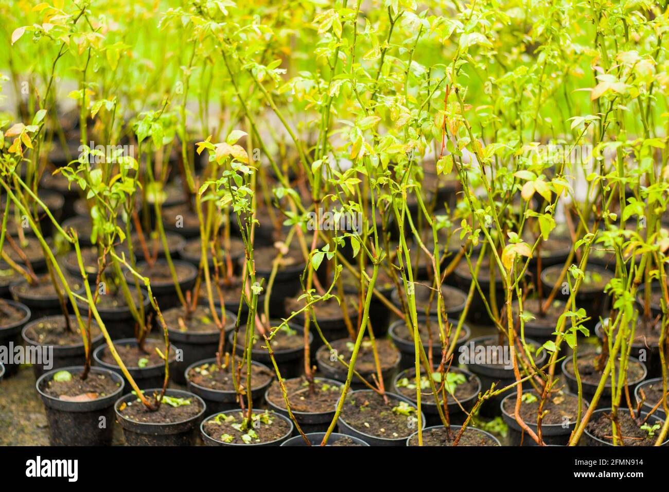 Blueberry plantation, blueberry bushes in container in the farm in ...