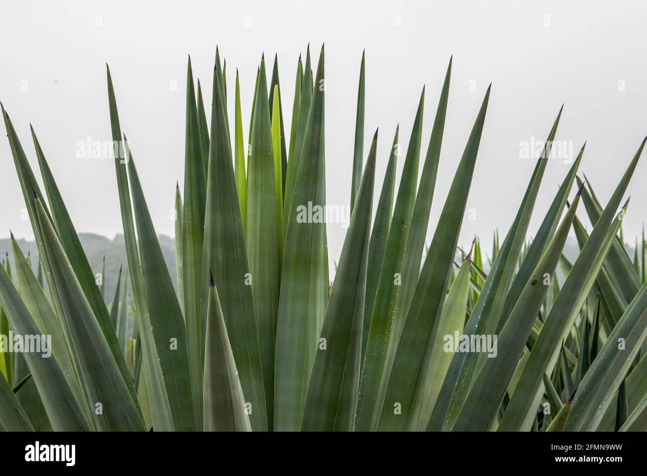 Close-up of sharp dense sisal forest Stock Photo