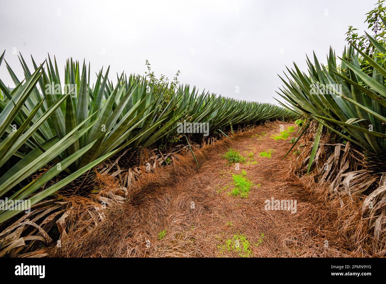 Close-up of sharp dense sisal forest Stock Photo