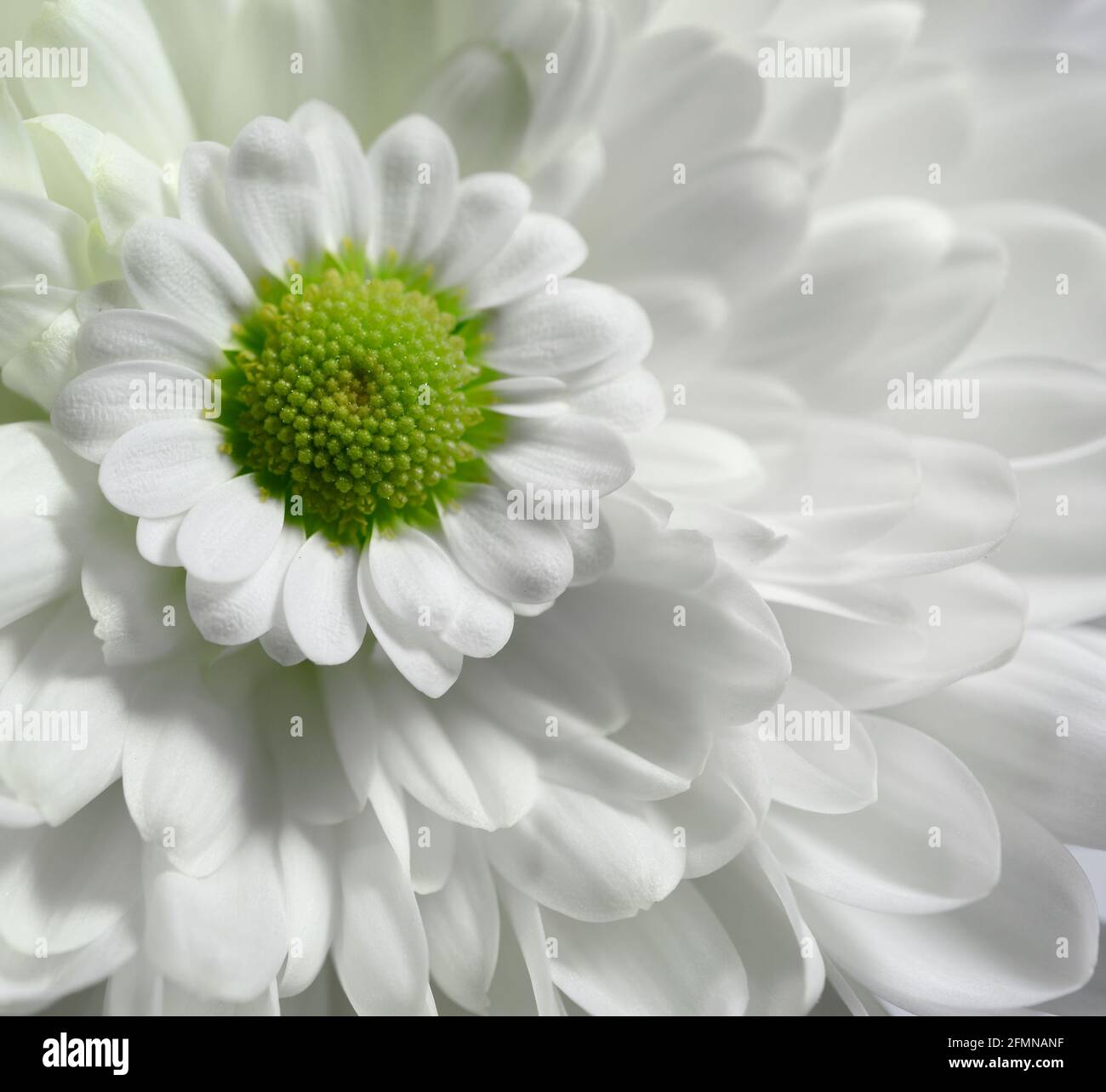 Common daisy close up macro Stock Photo