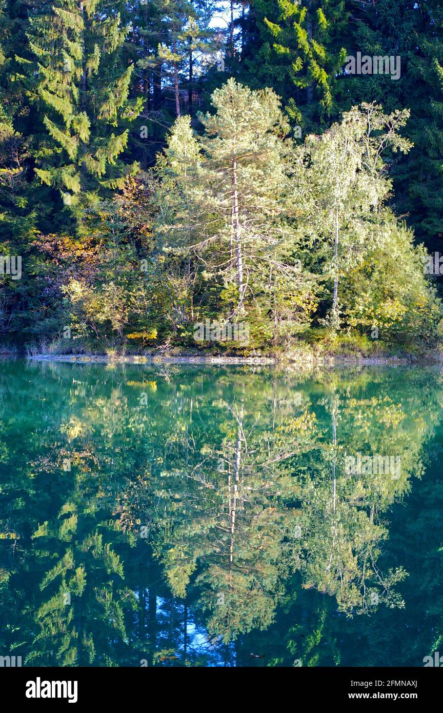 Vertical shot of beautiful white trees reflected on a mirror-like Forggensee lake in Allgau, Germany Stock Photo