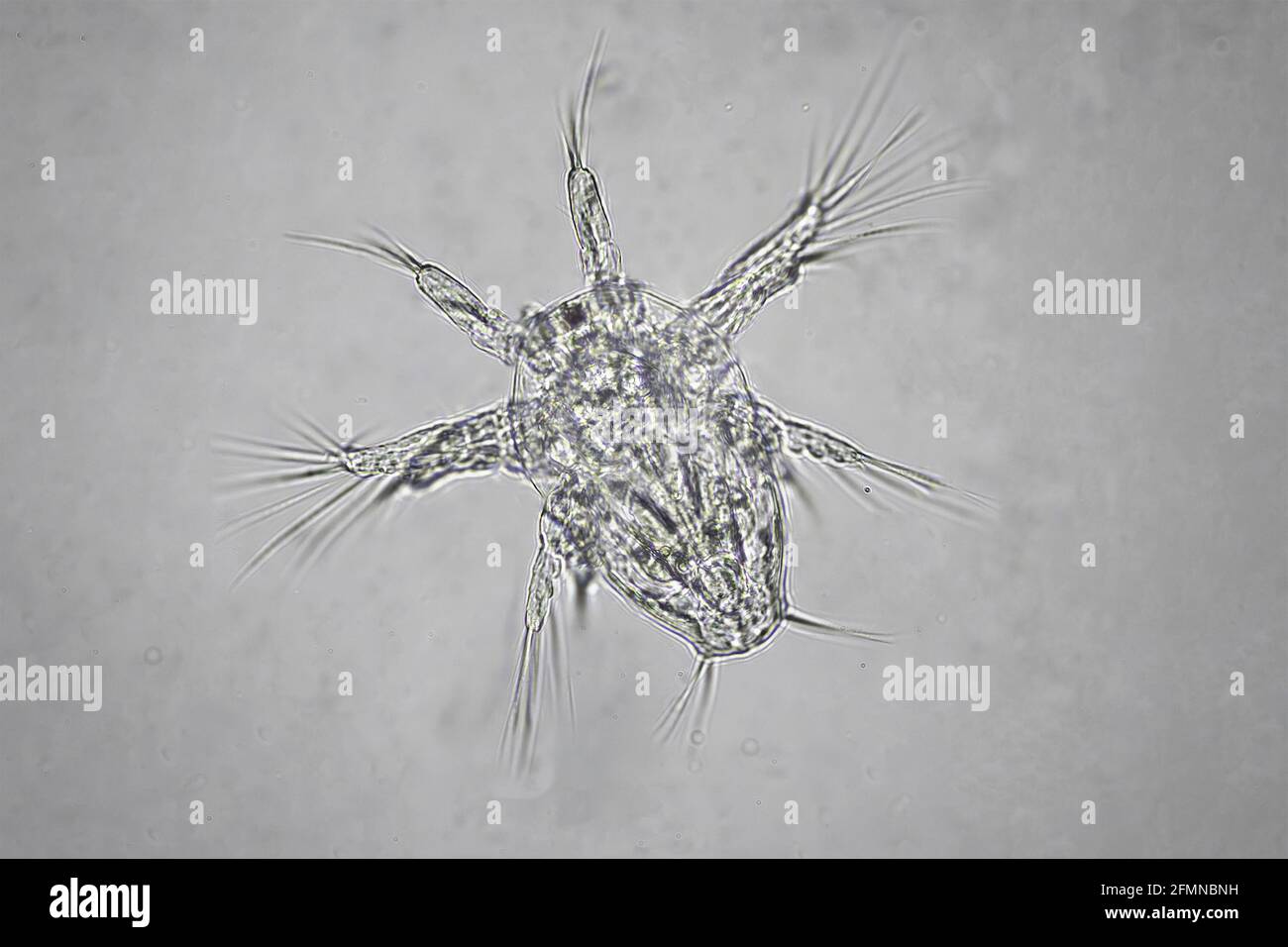 Nauplius larva in water under microscope Stock Photo Alamy