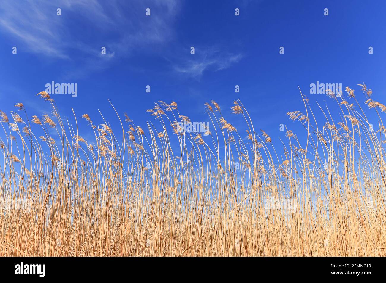 Reed grass at the Lake Simssee in the Chiemgau area of Bavaria Stock Photo