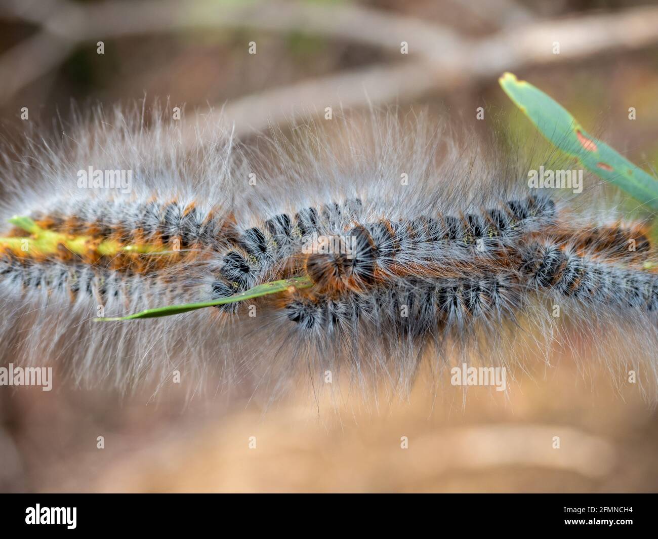 Moth larvae australia hires stock photography and images Alamy