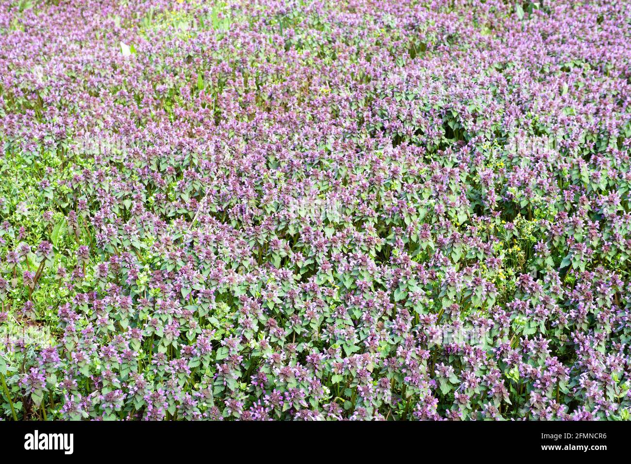 view of green meadow with purple flowers on spring day Stock Photo - Alamy