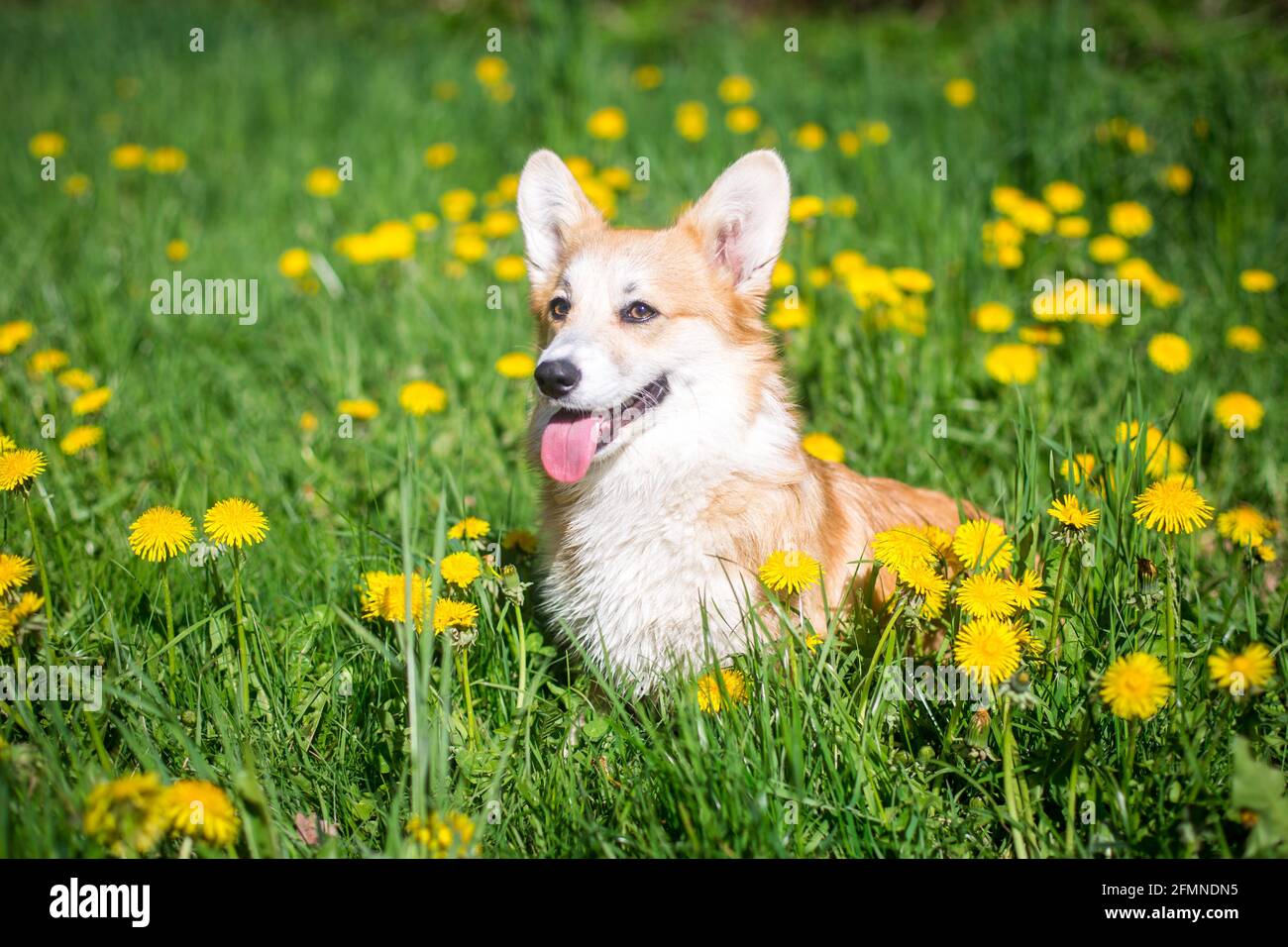 Welsh corgi dandelions hi-res stock photography and images - Alamy