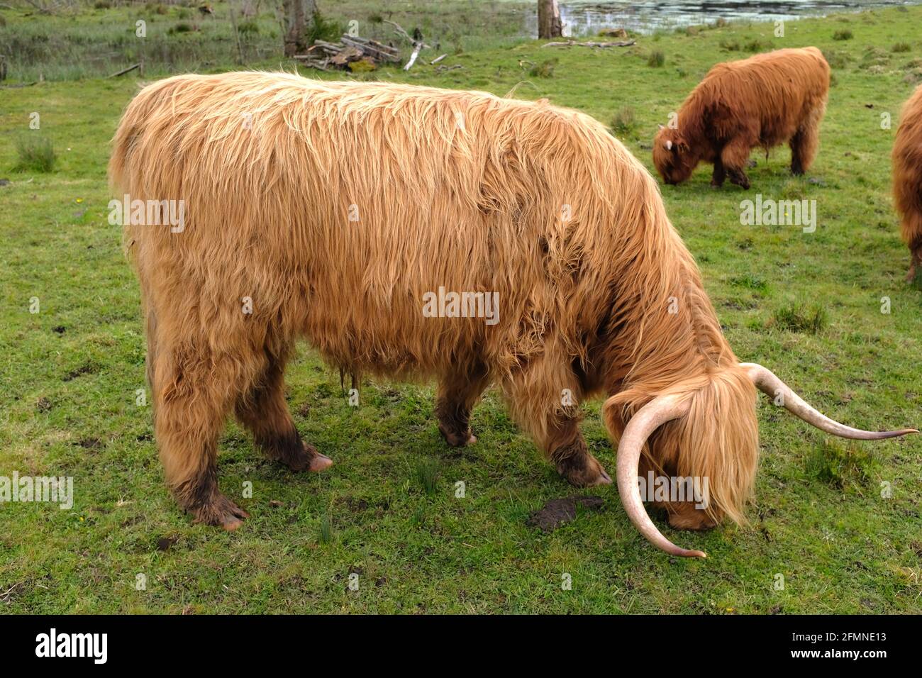 Highland cattle grazing in Norfolk, England Stock Photo