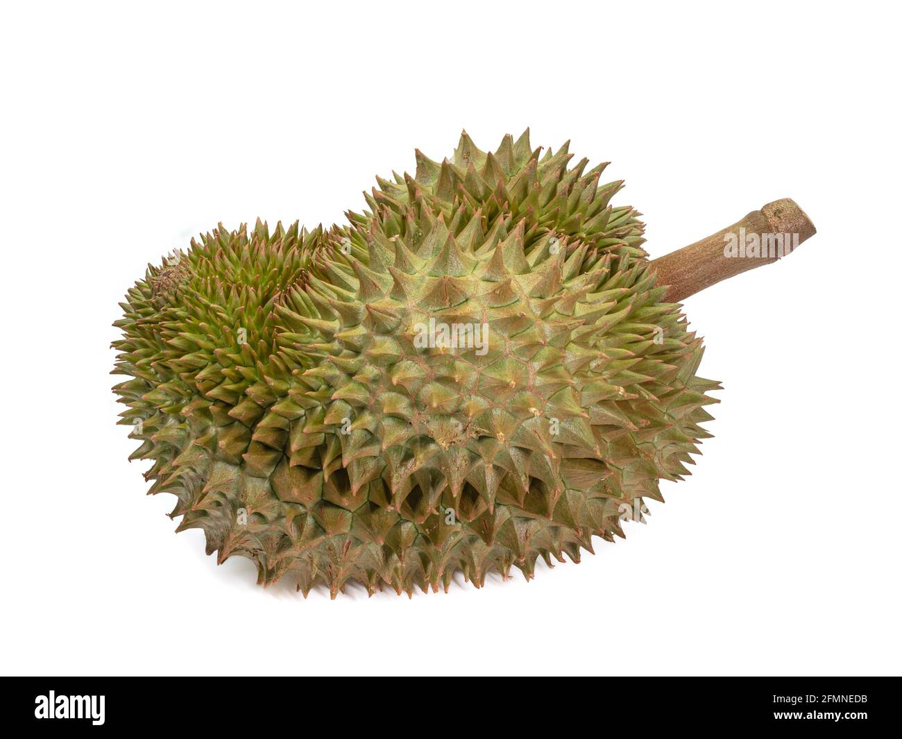Yellow durian, a close up of Thai tropical smelly fruit food isolated on white background. Stock Photo