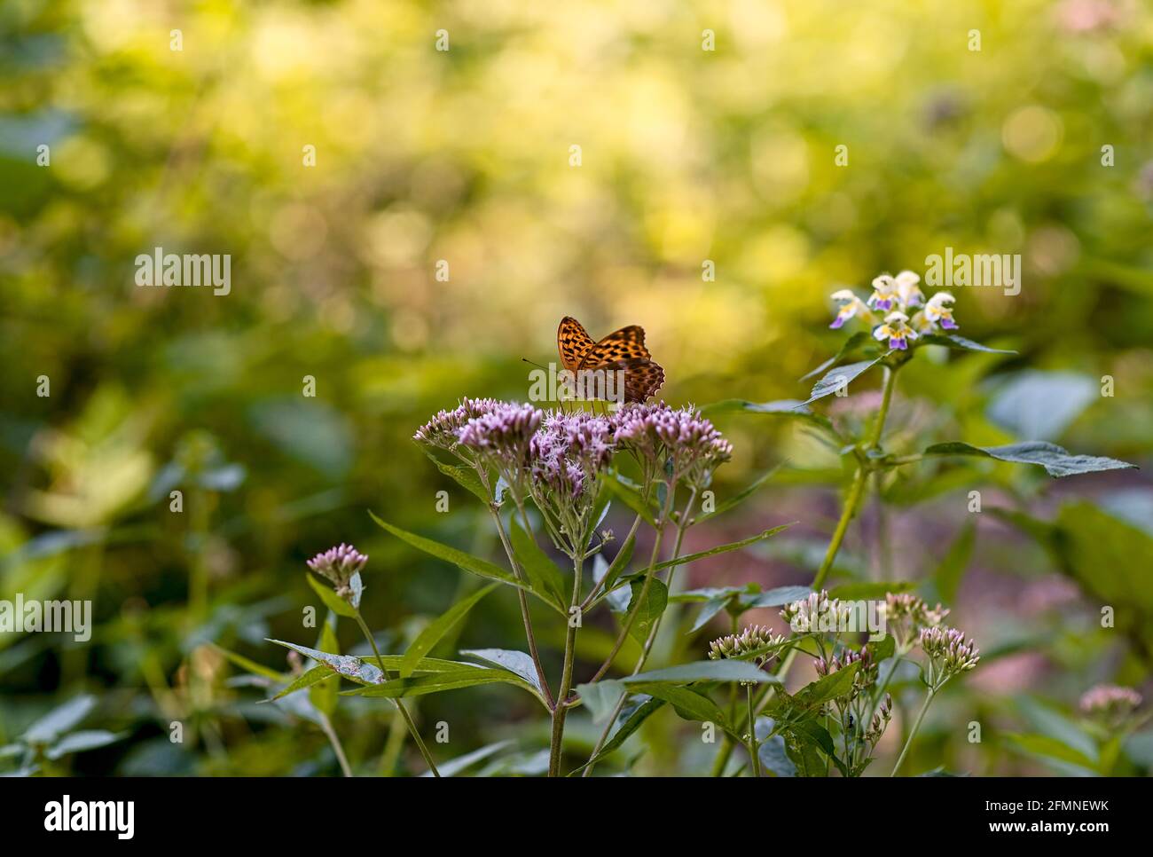 butterfly sitting on a flower Stock Photo - Alamy