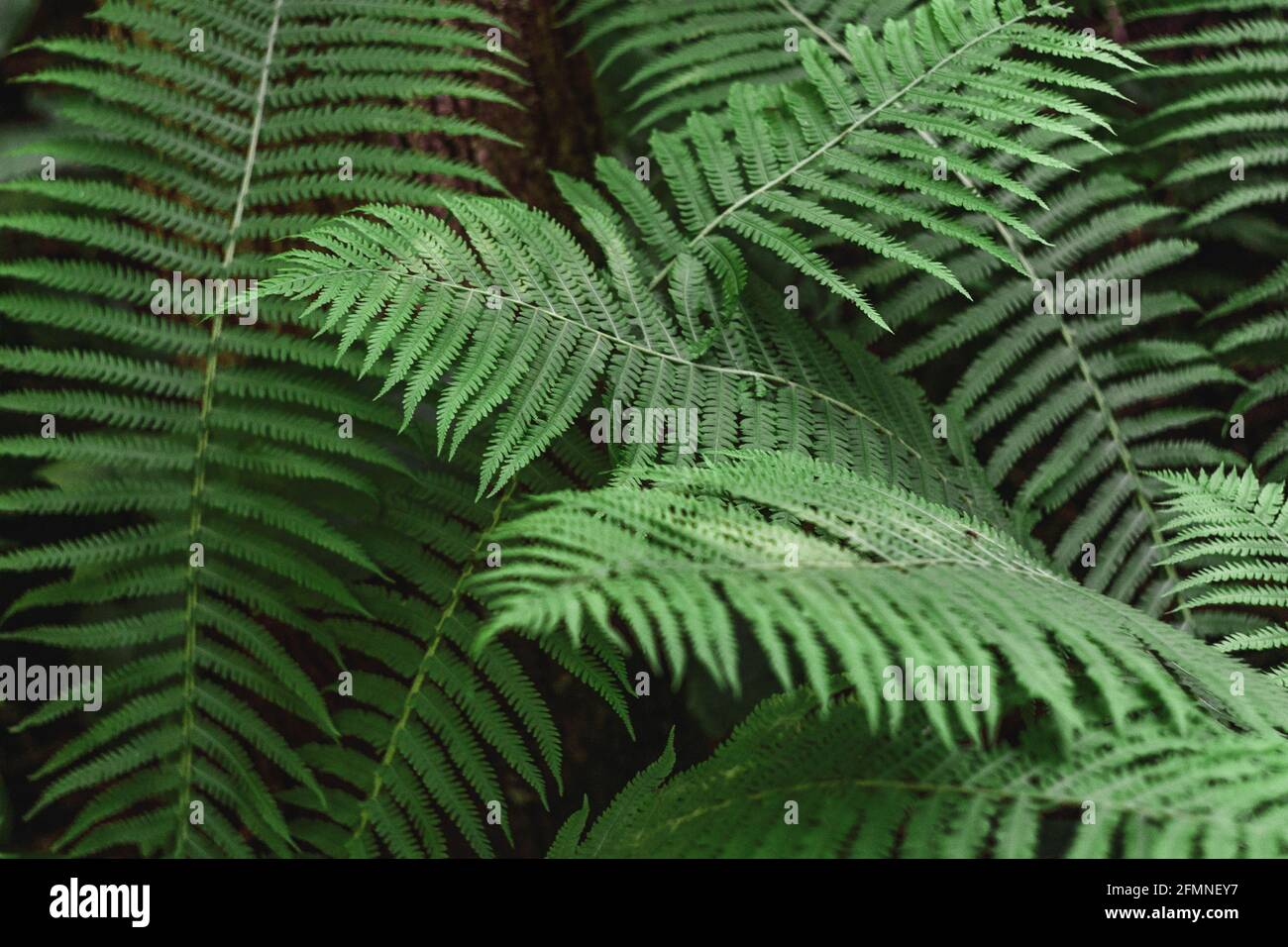 Great green bush fern hi-res stock photography and images - Alamy