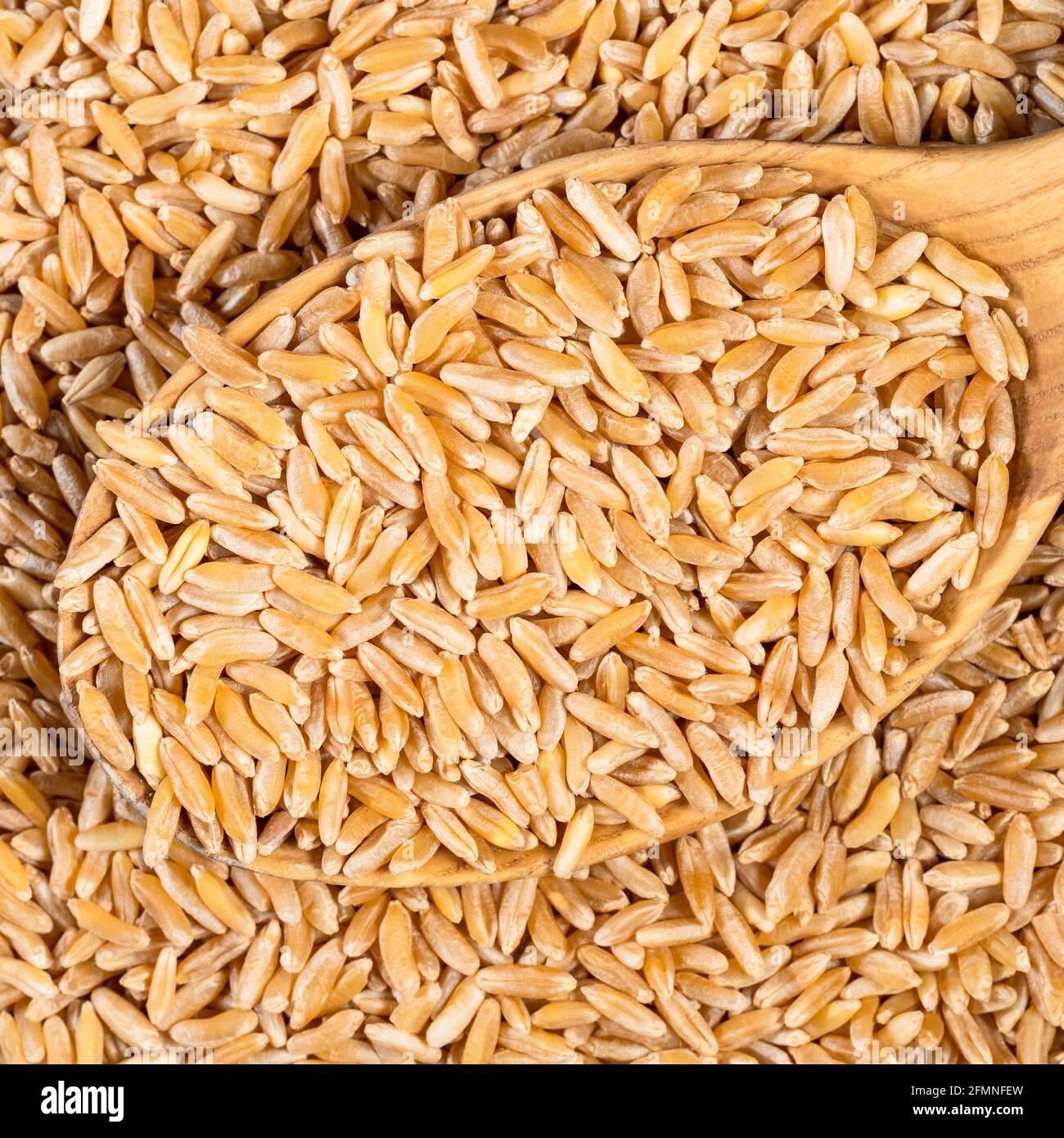 top view of whole Kamut Khorasan wheat grains in wood spoon closeup