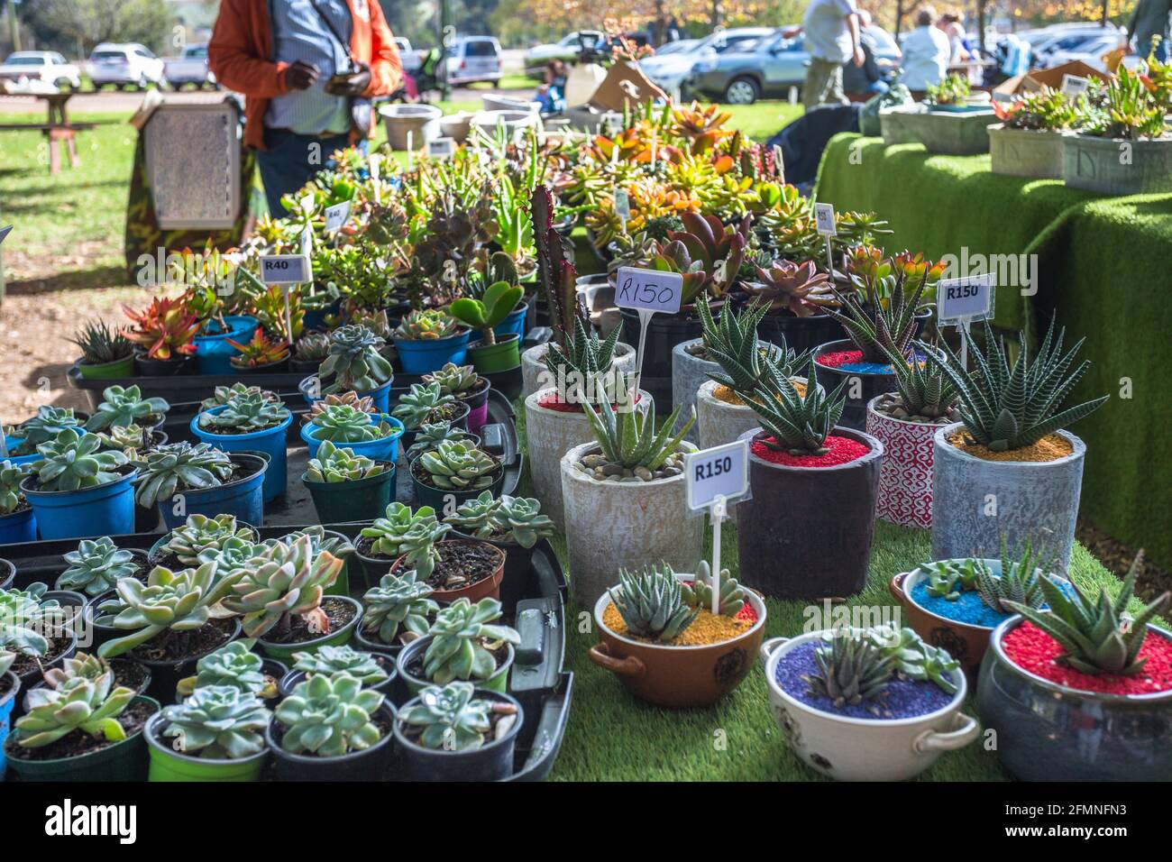 succulents and cacti pot plants on a table at a market for sale concept water wise drought resistant gardening Stock Photo