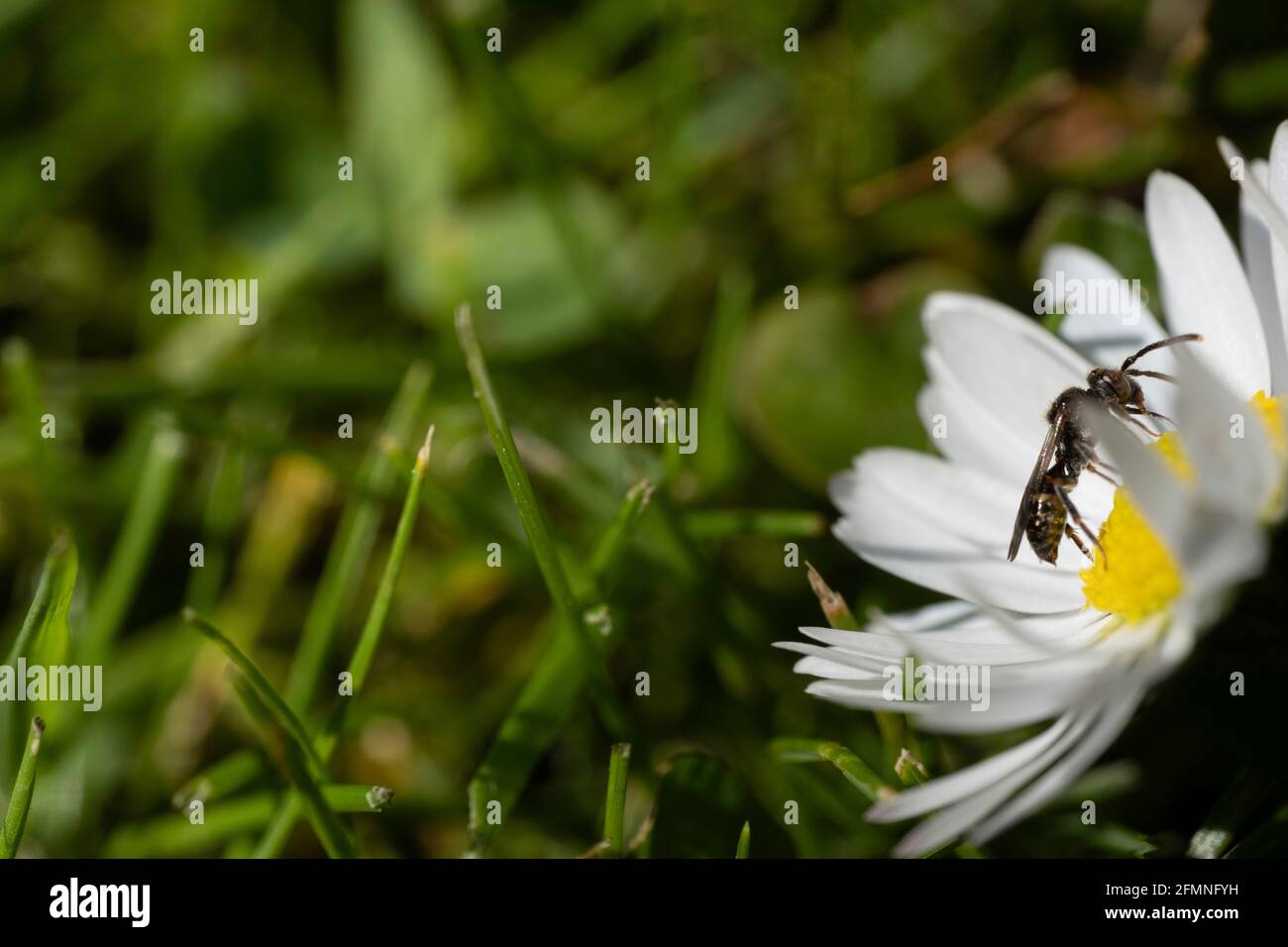 Insect walks on the yellow ovules in the center of a daisy flower in the just-cut grass. Focus on the insect Stock Photo
