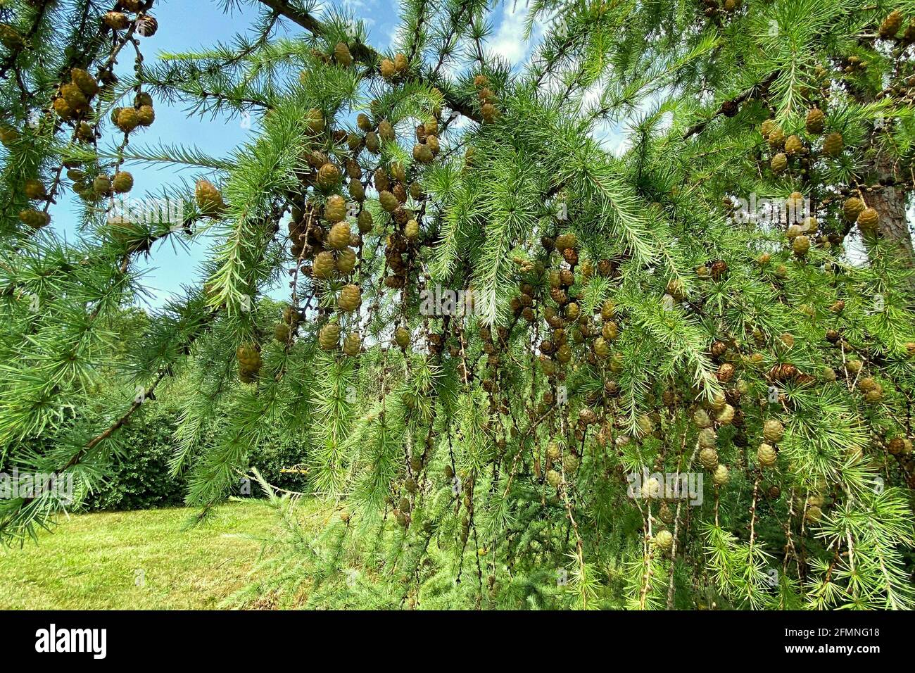 Christmas tree Abies in evergreen landscaped garden. Cones on branches of Abies tree, closeup. Clear sunny day. Stock Photo