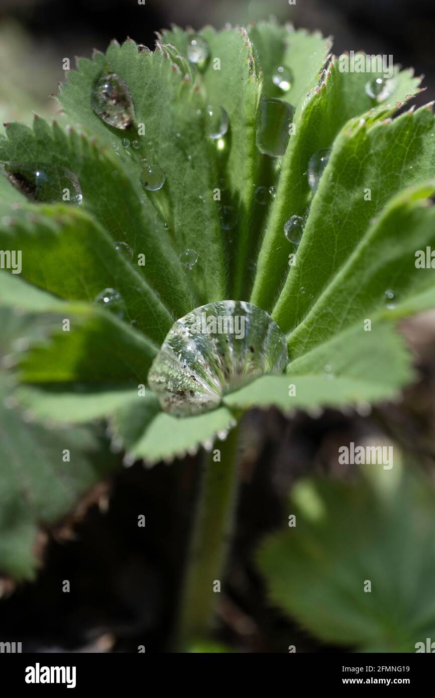 Water droplets on the leaf of a lady's mantle or Alchemilla mollis. In the center a large water drop with small particles and reflections. Swallow dep Stock Photo