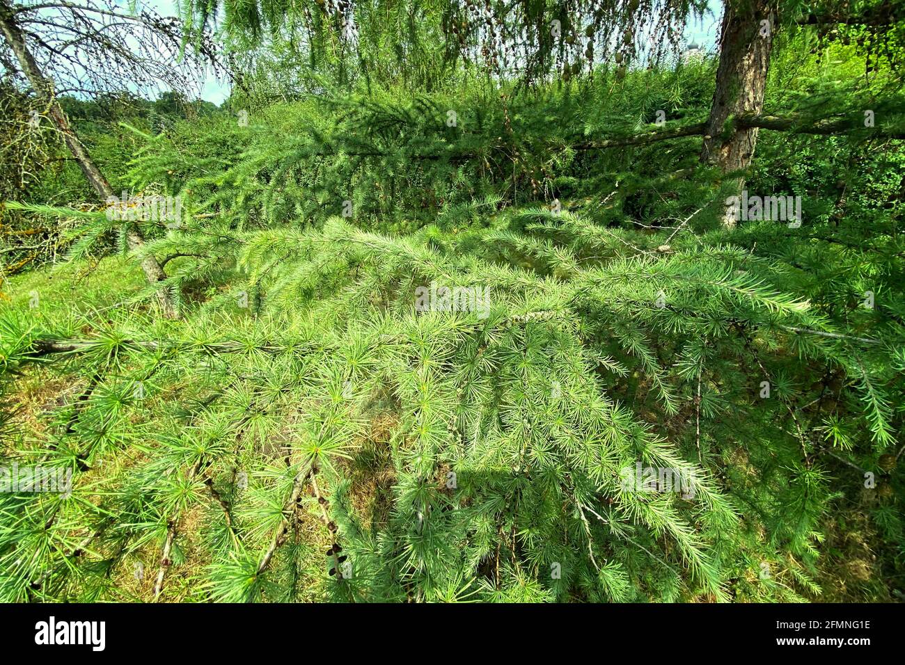 Christmas tree Abies in evergreen landscaped garden. Green spruce needles on fir. Clear sunny day. Stock Photo